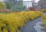 Amsonia hubrichtii - Steaua Albastra la ghiveci P9 - H 5-10 cm - imagine 5