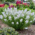 Amsonia hubrichtii - Steaua Albastra la ghiveci P9 - H 5-10 cm - imagine 4