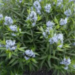 Amsonia hubrichtii - Steaua Albastra la ghiveci P9 - H 5-10 cm - imagine 3