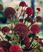 Angelica Gigas - Angelica Gigant  -  la ghiveci P9