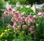 Aquilegia  vulgaris var. stellata „Nora Barlow”- Caldarusa - pachet 5 radacini nude - imagine 3