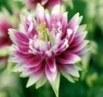 Aquilegia  vulgaris var. stellata „Nora Barlow”- Caldarusa - pachet 5 radacini nude
