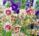 Aquilegia  vulgaris var. stellata „Nora Barlow”- Caldarusa - pachet 5 radacini nude - imagine 2