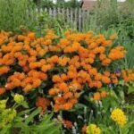 Asclepias Tuberosa - Planta Fluturilor - la ghiveci P9 - H 5-10 cm - imagine 2