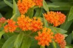 Asclepias Tuberosa - Planta Fluturilor - la ghiveci P9 - H 5-10 cm