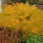 Amsonia hubrichtii - Steaua Albastra la ghiveci P9 - H 5-10 cm - imagine 2