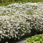 Aster ageratoides Ashvi - la ghiveci P9 - H 5 -10 cm - imagine 2