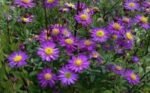 Aster Ezo Murazaki - la ghiveci P9