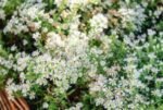 Aster rugulosus „Asrugo”  -  la ghiveci P9 - H 5 -10 cm - imagine 2