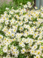 Aster ageratoides Ashvi - la ghiveci P9 - H 5 -10 cm