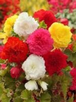 Begonia Mix culori si soiuri - pachet 3 bulbi - imagine 3