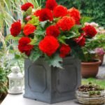 Begonia Fimbriata Red - Begonie dubla franjurata - 1 bulb - imagine 2