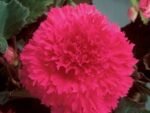Begonia Fimbriata Pink - Begonie dubla franjurata - 1 bulb