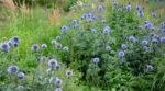 Echinops bannaticus „Blue Globe” (Ciulinul Glob) la ghiveci P9, H 5-10 cm - imagine 2