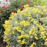 Brachyglottis 'Sunshine' - Senecio cu frunzis permanent la ghiveci P17 - H 35-40 cm
