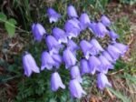 Campanula cochleariifolia Clopotelul pitic de stanca la ghiveci P10, H 5 - 10 cm