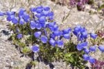 Campanula cochleariifolia Clopotelul pitic de stanca la ghiveci P10, H 5 - 10 cm - imagine 2