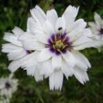 Catananche Alba - Sageata lui Cupidon - la ghiveci P9 - H 5-10 cm