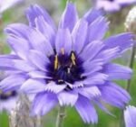 Catananche Caerulea Major - Sageata lui Cupidon la ghiveci P9
