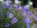 Catananche Caerulea Major - Sageata lui Cupidon la ghiveci P9 - imagine 2