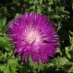 Centaurea dealbata - Floarea de colț persana - la ghiveci P9 - H 5-10 cm