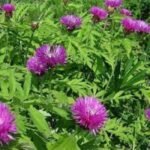 Centaurea dealbata - Floarea de colț persana - la ghiveci P9 - H 5-10 cm - imagine 2