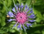 Centaurea montana - Floarea de colț de munte- la ghiveci P9