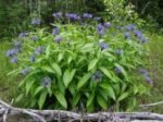 Centaurea montana - Floarea de colț de munte- la ghiveci P9 - imagine 3