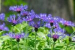 Centaurea montana - Floarea de colț de munte- la ghiveci P9 - imagine 2