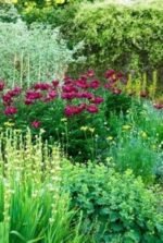 Cirsium Rivale Atropurpureum - Ciulinul Purpuriu la ghiveci P9 - imagine 2