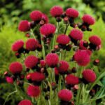 Cirsium Rivale Atropurpureum - Ciulinul Purpuriu la ghiveci P9