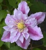 Clematita Piilu la ghiveci C2,  H 60-70 cm
