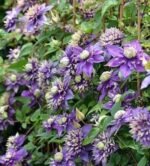 Clematita Taiga la ghiveci C2,  H-70-80 cm - imagine 3