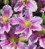 Clematita Piilu la ghiveci C2,  H 60-70 cm - imagine 2