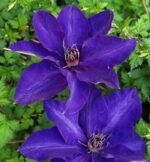 Clematita The President la ghiveci C2,  H 60-70 cm
