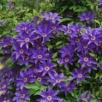 Clematita The President la ghiveci C2,  H 60-70 cm - imagine 2