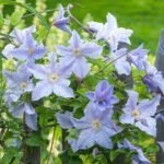 Clematita 'Blekitny Aniol' Blue Angel la ghiveci C2,  H 60-70 cm