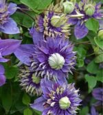 Clematita Taiga la ghiveci C2,  H-70-80 cm - imagine 2