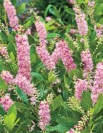 Clethra alnifolia Ruby Spice - Dulceata de vara rubinie-Arbust parfumat la ghiveci P 9.5, H 30 cm - imagine 4