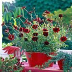 Cosmos atrosanguineus - Floarea cu aroma de ciocolată la ghiveci P9 - H 5-10 cm - imagine 3
