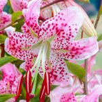 Crin Speciosum Uchida Rubrum - 1 bulb
