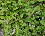 Cymbalaria Muralis - planta acoperitoare de sol la ghiveci P9 (Livrarea dupa 10 Septembrie) - imagine 4
