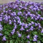Cymbalaria Muralis - planta acoperitoare de sol la ghiveci P9 (Livrarea dupa 10 Septembrie)