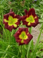 Hemerocallis Night Beacon - Crin de o zi  - 1 rizom - imagine 2