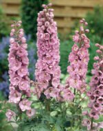 Delphinium Astolat la ghiveci P9 (Livrarea dupa 10 Septembrie)