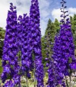 Delphinium Black Knight la ghiveci P9 - H 5-10 cm - imagine 2