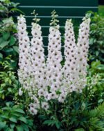 Delphinium Galahad la ghiveci P9 - imagine 2