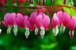 Dicentra spectabilis - Cerceii Doamnei la ghiveci P9