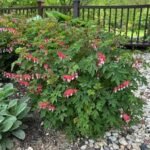 Dicentra spectabilis - Cerceii Doamnei la ghiveci P9 - imagine 3