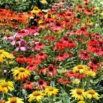 Echinacea Cheyenne Spirit - ghiveci P9 - imagine 2